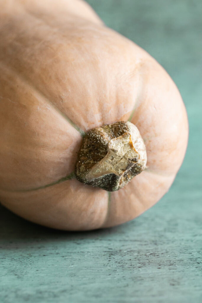 a close up shot of the top of a butternut squash.