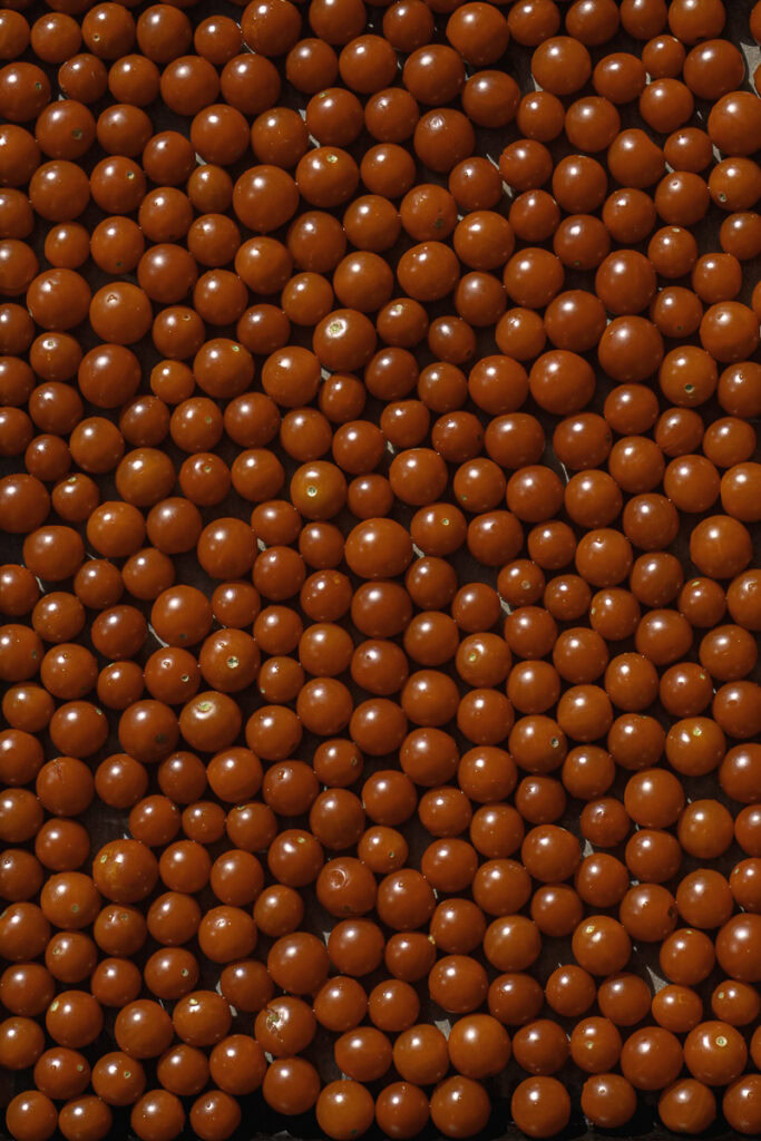 whole cherry tomatoes on a baking sheet prior to roasting.